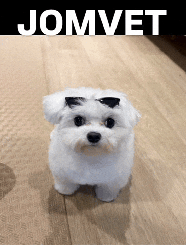 Jomvet Dog With Sunglasses GIF