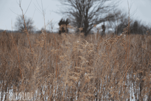 field