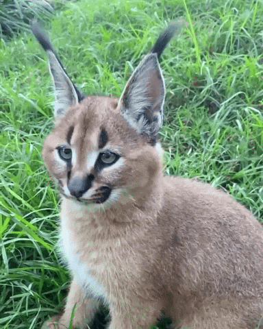 Video gif. A caracal cat, with large, feathery-topped ears gently swooshes his ears in a circular motion.