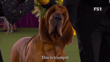 Westminster Dog Show Trumpet GIF by Westminster Kennel Club