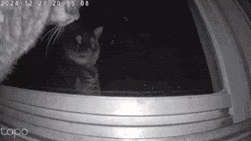 Omg GIF