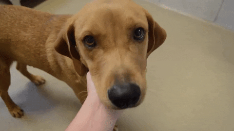Has an animal ever saved your life?