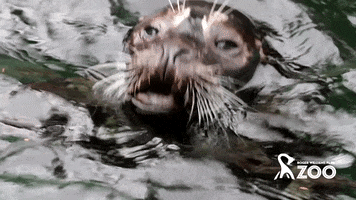 Happy Seal GIF by Roger Williams Park Zoo