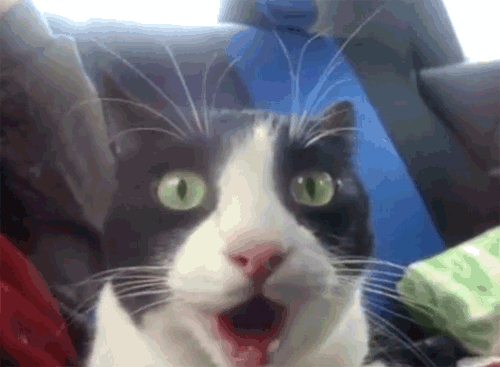 Suprised Cat GIFs - Get the best GIF on GIPHY
