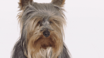 AnimalHouseMilano pet yorkshire cani animalhouse GIF