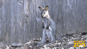 Baby Hello GIF by Brookfield Zoo