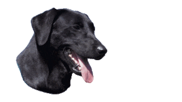 Keep Cool Dog Sticker by Terrain D.O.G.