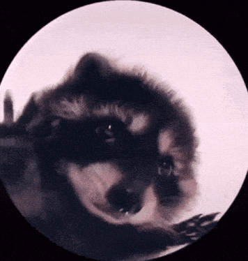 Party Raccoon GIF
