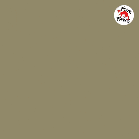 Michael Kors Lamb GIF by FOUR PAWS