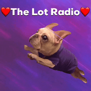 Dog Flying GIF by The Lot Radio