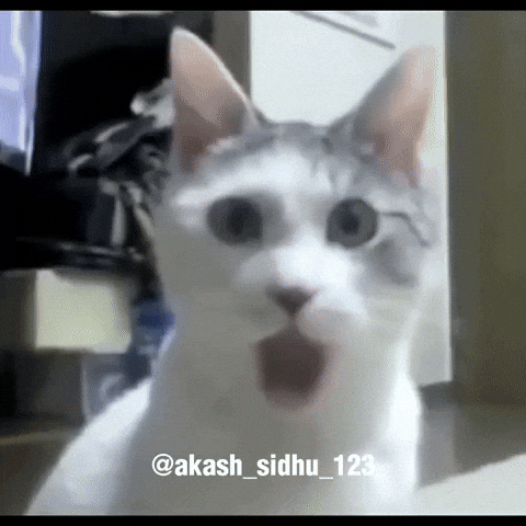 Shocked Cat Meme GIF