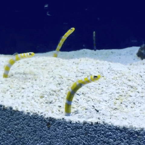 catching best friends GIF by California Academy of Sciences