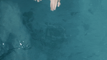 GIF by CAL