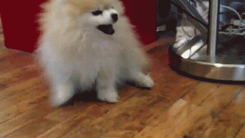 Dog Sneezing GIF by Cheezburger - Find & Share on GIPHY