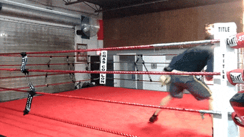eedobarganes boxing defense cuba argument GIF