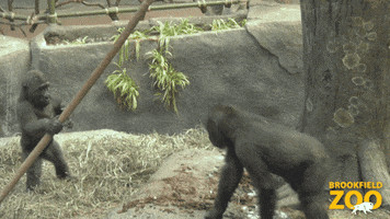 Gorilla Playing GIF by Brookfield Zoo