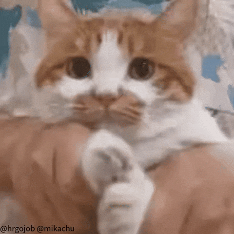 High Five Cute Cat GIF