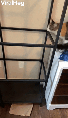 Missing Glass Causes Cat To Crash GIF by ViralHog