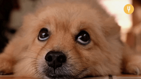 Featured image of post Cartoon Puppy Dog Eyes Gif If the episode is missing please contact us thank you