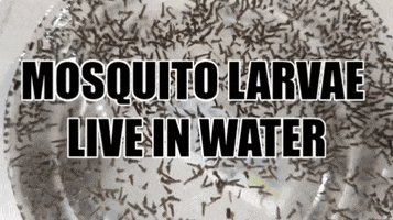 Public Health Water GIF by SGVmosquito
