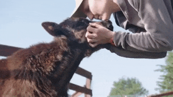Cow Love GIF by Mercy For Animals