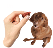 Mon Ami Mascotas Sticker