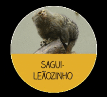 Os menores bichos do Brasil GIF