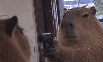 Gun Capybara GIF