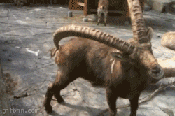 Video gif. A brown goat with super long horns that curve behind it uses the tip of one of its horns to scratch its butt. 