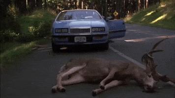 Tom Green GIF