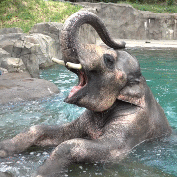 Hungry Pool Party GIF by Oregon Zoo
