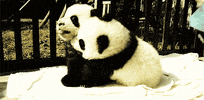 panda love GIF