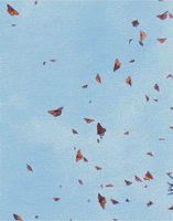 monarch butterfly sky GIF
