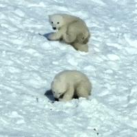 Wildlife gif. A polar bear cub runs down the hill to another cub trying to eat something out of the snow. The first cub grabs the other cub and they both tumble down the hill.