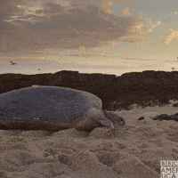 Slow Motion Turtle GIF by BBC America