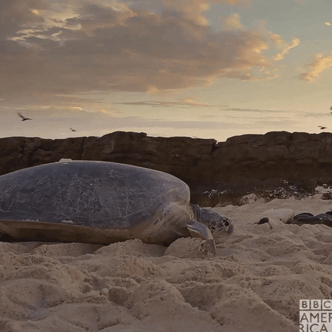 Slow Motion Turtle GIF by BBC America