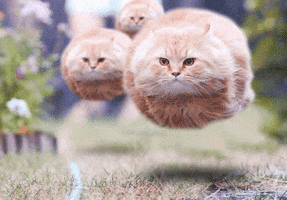 cat float GIF