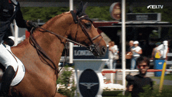 FEI_Global sport wow star action GIF