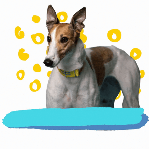 Dog Listening GIF by Greyhound Rescue