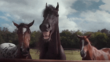 Video gif. Three horses with toothy open mouthed grins seem to laugh as they toss their heads around.