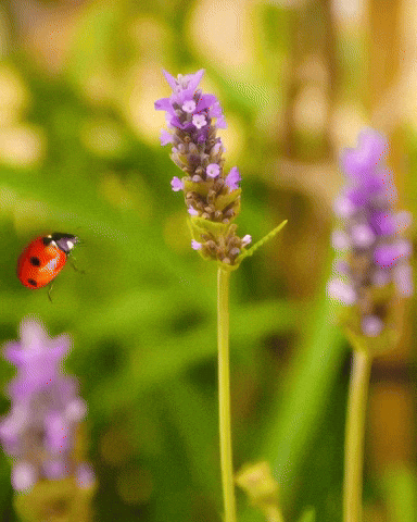 Flying Lady Bug GIF