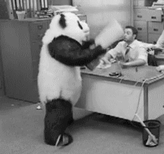 Video gif. A black and white video shows a panda aggressively smashing a keyboard on a desk as the man behind it raises his hands in the air in shock.