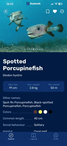 Pufferfish GIF by Seabook