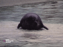 Big Boy Seal GIF by Fries Film & Audio Archief