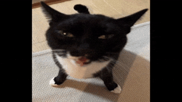 Cat GIF