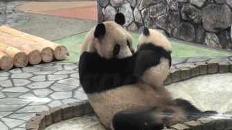 panda bears kiss GIF
