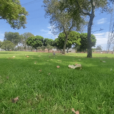 Soccer Fetch GIF