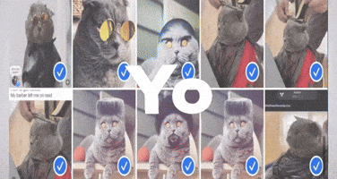 Yo Folk GIF