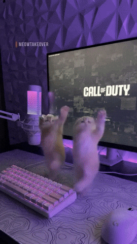 Cats Streaming GIF