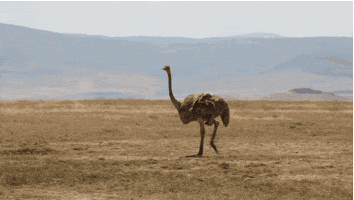 https://media4.giphy.com/media/Zl6Ooc8qKnKCI/200.gif